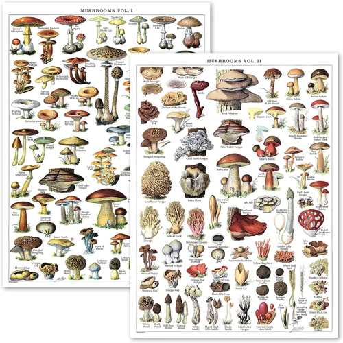 Póster de hongos vintage impresos, tabla de referencia de identificación botánica de micología y hongos, volumen 1 y 2 (laminado, 18 x 24 pulgadas)