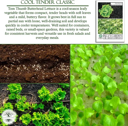 Miniatura 5 de Semillas de lechuga Tom Thumb Butterhead (Lactuca sativa) – Más de 1000 semillas tradicionales sin OMG de Isla's Garden Seeds, variedad compacta