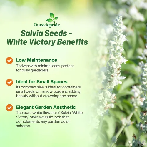 Miniatura 3 de Outsidepride White Victory Semillas de Salvia – 1000 piezas de semillas de salvia perennes, compactas, de floración pesada y tolerantes a la sequía