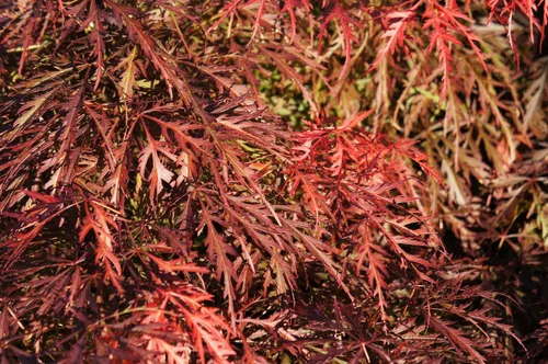 Miniatura 7 de 10 Weeping LACELEAF Maple Japanese Acer Palmatum Dissectum Green Yellow Red Tree Seeds