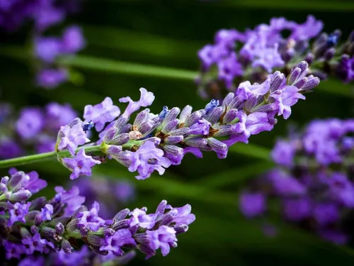 Miniatura 5 de Planta de lavanda inglesa Hierbas no transgénicas para plantar