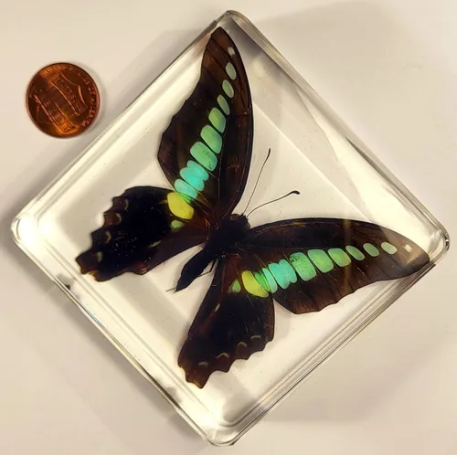 Miniatura 3 de Mariposa Bluebottle real de 2.9 pulgadas en resina de Lucite transparente, grafio, sarpedón, colección de manualidades para biología, ciencias