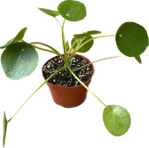 Miniatura 8 de Planta viva de dinero chino – Planta viva Pilea peperomioides Planta de interior de fácil cuidado Purificadora de aire Maceta de 4 y 6