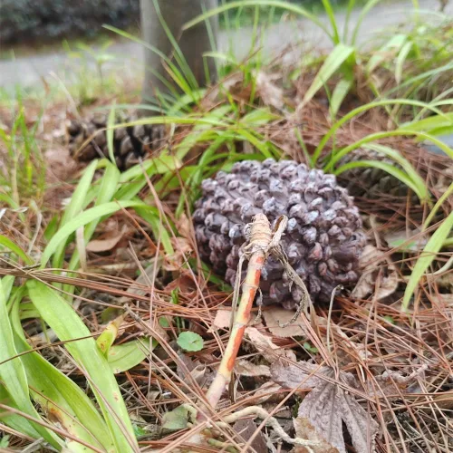 Miniatura 3 de Ocultar una llave al aire libre cono de pino falsa caja de ocultadores de llaves para casa soporte de llaves de repuesto exterior falso rojo seguro