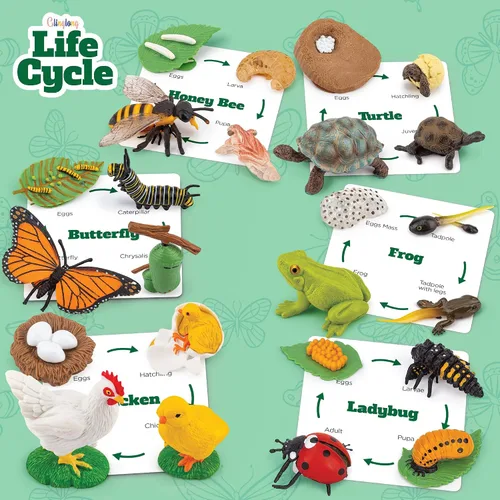 Miniatura 7 de Kit de animales de ciclo de vida, juguete de ciencia Montessori con juego de 24 piezas, mariposa, rana, pollo, abeja, mariquita y tortuga, regalo