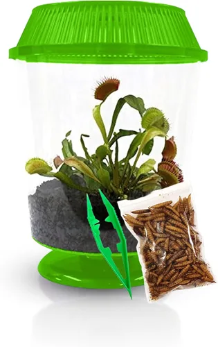 Miniatura 13 de Venus - Trampa para moscas con terrario azul de 4.5 pulgadas + plantas carnívoras paquete de alimentos con pinzas de alimentación, suelo para Tapa