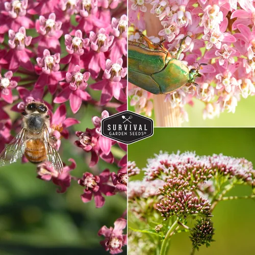 Miniatura 5 de Rose Swamp Semillas de algodoncillo para plantar, paquete con instrucciones para cultivar flores silvestres Asclepias Incarnata - Atrae mariposas