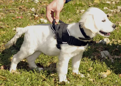 Miniatura 4 de Dean & Tyler Arnés DT - Tamaño extra pequeño para razas pequeñas como Spaniel, Basset, Pug, Bulldog Francés y para Cachorros - Se adapta a