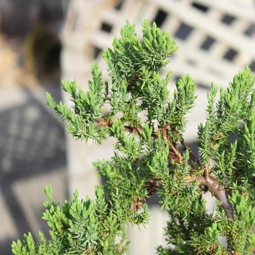 Miniatura 9 de Brussel's Bonsai - Árbol bonsai de enebro montículo verde, para exterior, mediano, 5 años, de 15 a 25 cm de altura, incluye maceta de roca