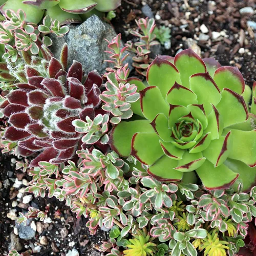 Miniatura 7 de Mountain Crest Gardens Hardy - Paquete variado de suculentas, 6 plantas vivas tolerantes a las heladas, enraizadas en macetas de 2 pulgadas