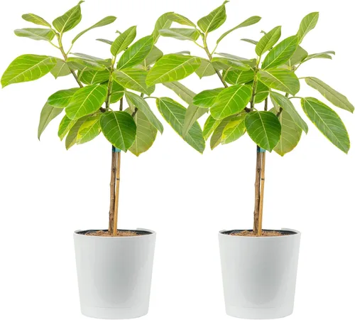 Miniatura 14 de Costa Farms Planta de goma burdeos, árbol ficus elastica vivo para interiores en maceta de vivero, mezcla de tierra para maceta, regalo para Maceta