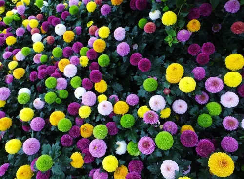 Miniatura 2 de 100 piezas de semillas de crisantemo pompón de colores mixtos, semillas de flores de pompón para el patio