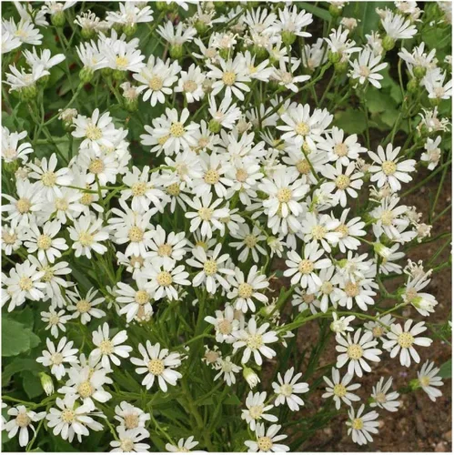 Miniatura 3 de Everwilde Farms - 2000 semillas de flores silvestres nativas de aster de tierras altas blancas - Paquete de semillas jumbo Gold Vault