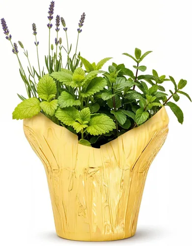 Miniatura 6 de Combo de hierbas aromáticas y saludables vivas en cubierta decorativa - Purificador de aire, combo incluye verbena de limón, lavanda y eucalipto, 12