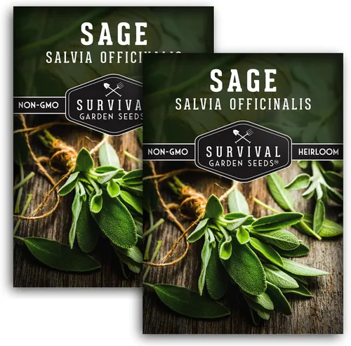 Miniatura 10 de Semillas de salvia culinaria común (Salvia Officinalis) para plantar (1 paquete) Reliquia, Cultivo en Contenedores y Jardines de Hierbas