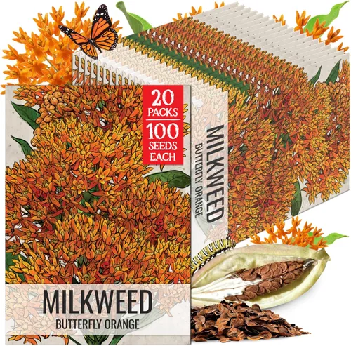 Miniatura 16 de Seed Needs Semillas de algodoncillo naranja para plantar malezas de mariposa, semillas de flores perennes sin tratar para cultivar un jardín