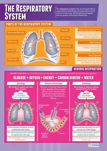 Miniatura 6 de Daydream Education Respiración anaeróbica Pósteres de PE Papel laminado brillante que mide 33 x 23.5 pulgadas Gráficos de educación física