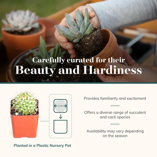 Miniatura 4 de Shop Succulents Plantas suculentas y mini cactus vivos premium en macetas de 2 pulgadas, jardinería fácil para interiores o exteriores, terrarios