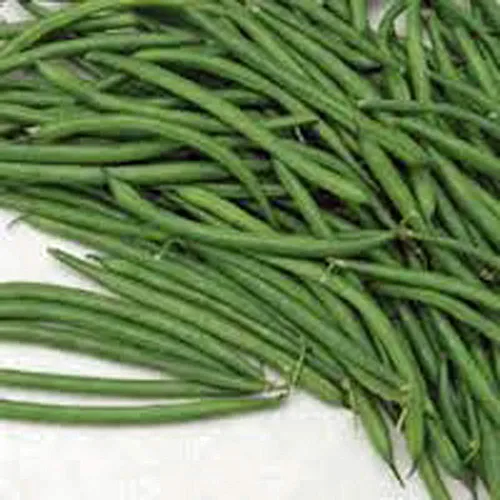 Burpee - Frijol verde sin hebras, paquete de 25 semillas, sin OMG, una estrella culinaria, las vainas son deliciosas en muchos alimentos. - Country