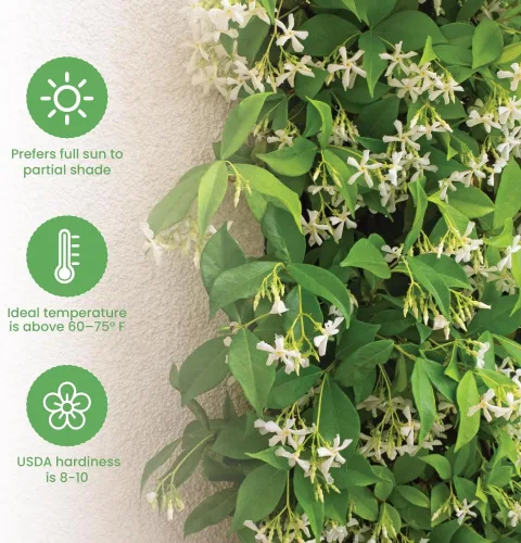 Miniatura 4 de American Plant Exchange Live Confederate Jasmine – Maceta de 6 pulgadas – Vid floreciente fragante con hojas verdes brillantes, planta de exterior