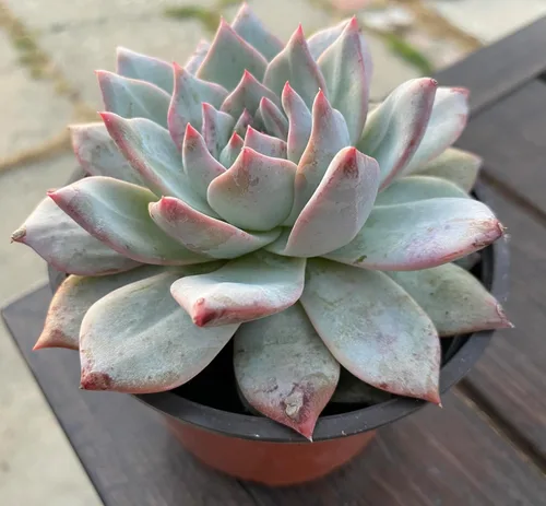 Miniatura 2 de Live Echeveria Blue Bird - Planta suculenta de 4 pulgadas, baja agua, tolerante a la sequía con tierra, floración durante todo el año, verde