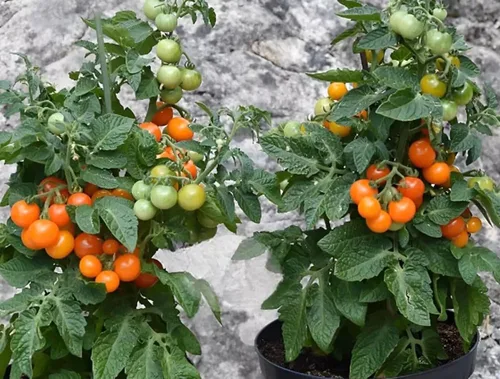 Miniatura 3 de 100 semillas de tomate micro enano con sombrero naranja, semillas de reliquia sin OMG