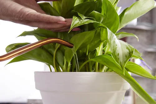 Miniatura 6 de Miracle-Gro Alimento para plantas de interior, fertilizante para plantas, 8 onzas (paquete de 6)