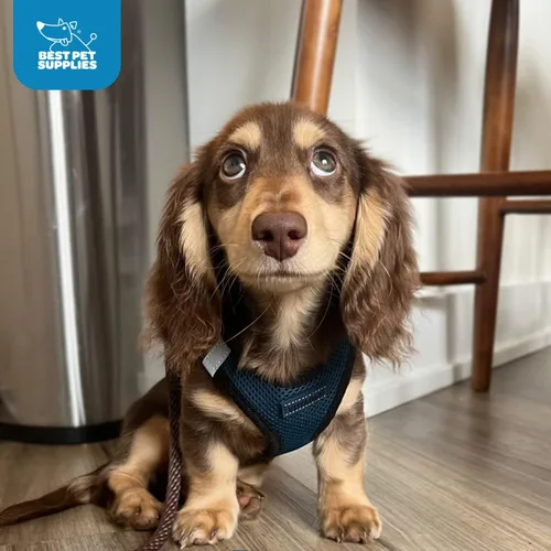 Miniatura 11 de Best Pet Supplies - Arnés de malla para todo clima / de felpa, reflectante, sin tirón para perros pequeños, medianos, gatos - Se asegura con cierre