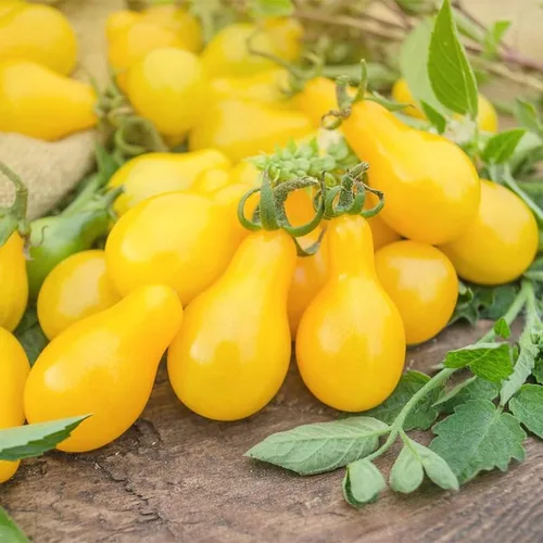 Miniatura 2 de Tomate Yellow-Pear (75 Semillas)