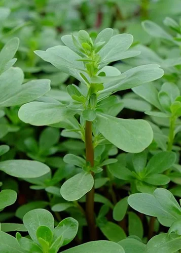 Semillas de verdolaga verde, paquete de 100 semillas, sin OMG, una verdura de hoja con un sabor ligeramente agrio y salado. Country Creek LLC