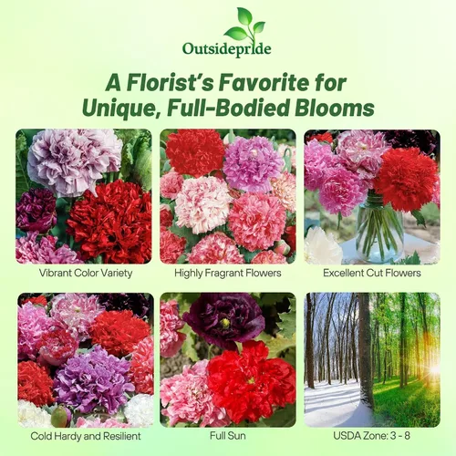 Miniatura 2 de Outsidepride Semillas de amapola de doble mezcla de peonía para plantar, 10,000 piezas anuales, tolerantes a la sequía y fáciles de cultivar