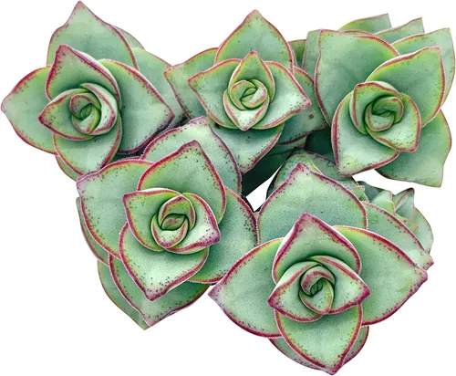 Miniatura 28 de Tallos de Suculentas Vivas (3 Sedum Morganianum Colas de Burro), Plantas Suculentas Vivas, Planta Suculenta SIN Raíces, Plantas de Casa Vivas