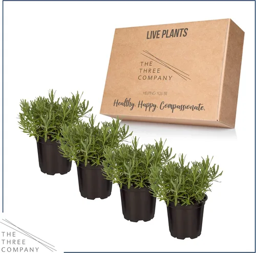Miniatura 5 de Hierba aromática y comestible viva, lavanda (4 por paquete), potenciador natural del sueño, 6 pulgadas de alto por 4 pulgadas de ancho en 1 pinta