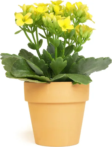 Planta Kalanchoe Plantas suculentas plantas de interior vivas, suculentas vivas plantas de casa en macetas de arcilla, plantas suculentas plantas