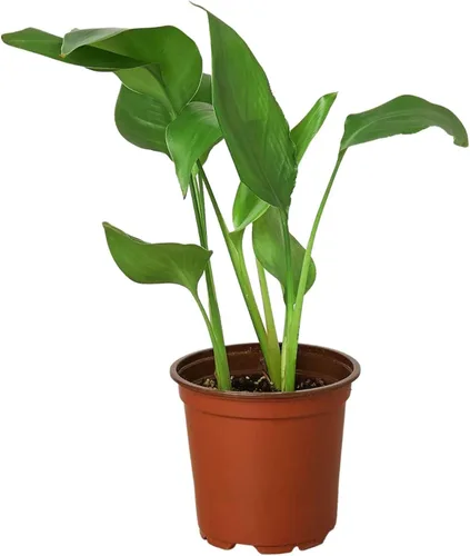 Miniatura 11 de Planta de serpiente Laurentii Sansevieria Trifasciata Planta viva para interior Diferentes plantas de interior en maceta de 4 y 6 pulgadas