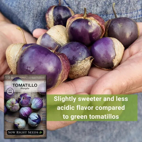 Miniatura 5 de Sow Right Seeds - Semillas de tomatillo morado para plantar - Paquete de reliquia sin OMG con instrucciones para plantar un huerto en el hogar al