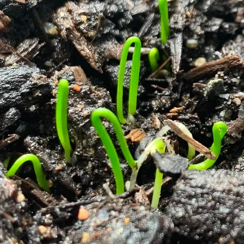 Miniatura 5 de Seed Needs Semillas de cebollino para plantar cebolletas de ajo, herencia sin OMG y hierbas perennes sin tratar para cultivar un jardín de hierbas