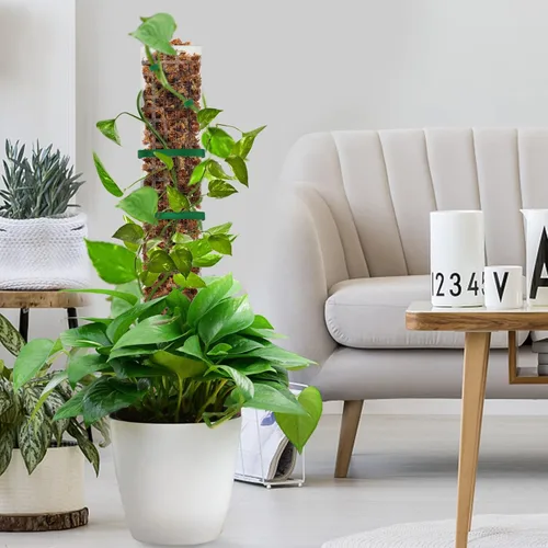 Miniatura 7 de EOX 6 Piezas Postes de Musgo de Plástico de 24 Pulgadas para Monstera, Postes Grandes en Forma de D para Plantas Trepadoras que Funcionan con Musgo