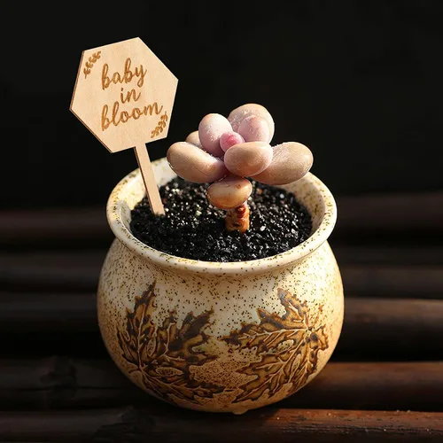 Miniatura 4 de Parbee - Etiquetas hexagonales «Baby in Bloom» ecuerdos de baby shower, 20 etiquetas para suculentas, regalos de madera, estacas para jardín