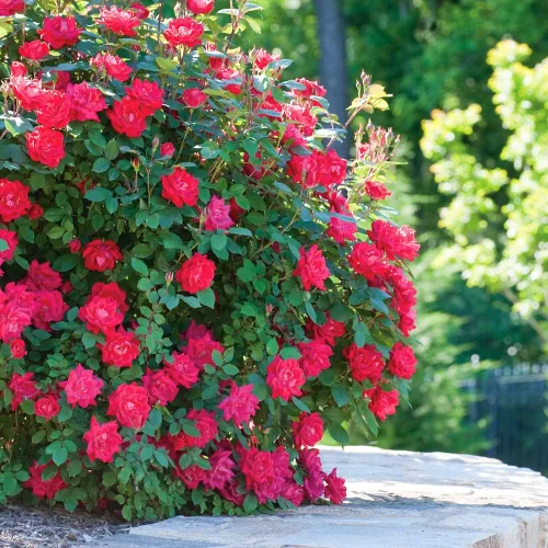 Miniatura 6 de Perfect Plants Double Red Knock Out Rose 1 galón, Guía de plantación de plantas vivas