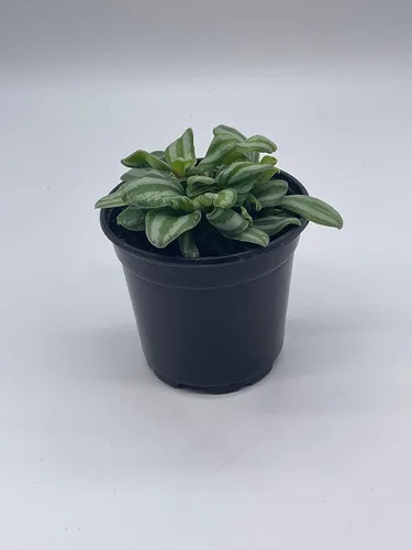 Miniatura 6 de BubbleBlooms Peperomia Mini Sandía, 4 pulgadas de diámetro