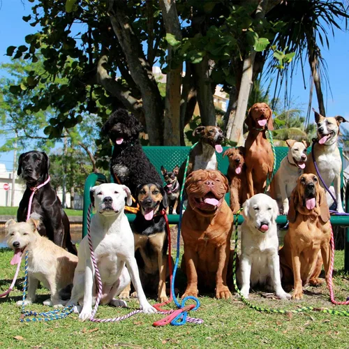 Miniatura 6 de Mendota - Correa deslizante para mascotas, combo de correa y collar para perro, fabricado en los Estados Unidos, zafiro, 1/2 pulgadas x 6 pies