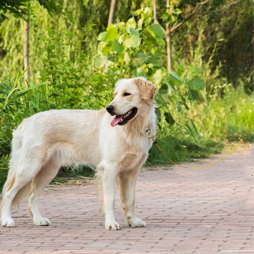 Miniatura 8 de Correa de perro resistente, correa de metal a prueba de mordidas para perros grandes (hasta 250 libras), correas de alambre para perros con agarre