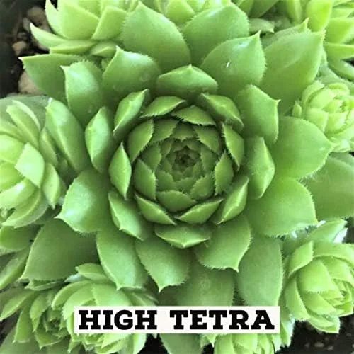 Miniatura 9 de Mini suculentas vivas para boda, recuerdo de ducha, plantas sempervivum, gallinas, pollitos resistentes para jardín de hadas, 12 paquetes