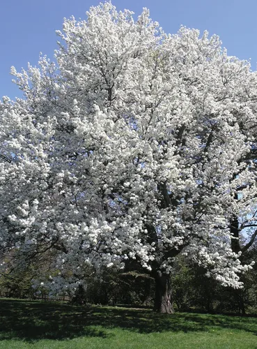 Miniatura 5 de Asian Pear Tree Semillas Premium Pyrus pyrifolia 'Fruit' Plants'® (Premium Seeds, 5)