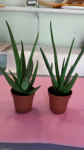 Miniatura 2 de jmbamboo -Dos plantas saludables y fuertes de aloe vera con musgo de 8 pulgadas de alto con raíces fuertes.
