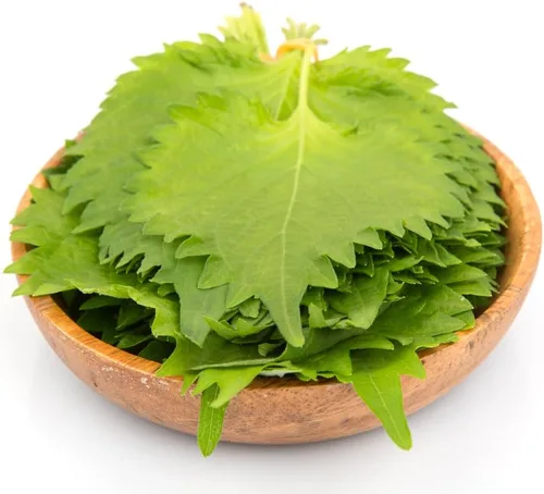 Miniatura 5 de Semillas Shiso, paquete de más de 1500 semillas de perilla para plantar