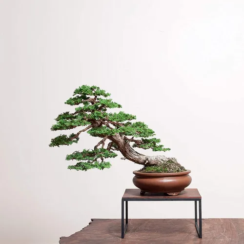 Hinoki Cypress Bonsai Tree Seeds - 50 semillas para cultivar - Árbol bonsái de hoja perenne - Se envía desde Iowa, EE. UU