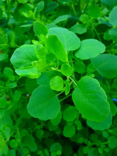 100 Semillas Mexicano Hierba Papalo Porophyllum Flor #HTG