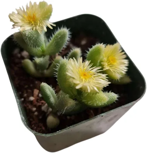 Miniatura 4 de Plantas de cactus suculentas vivas raras para decoración del hogar y la oficina